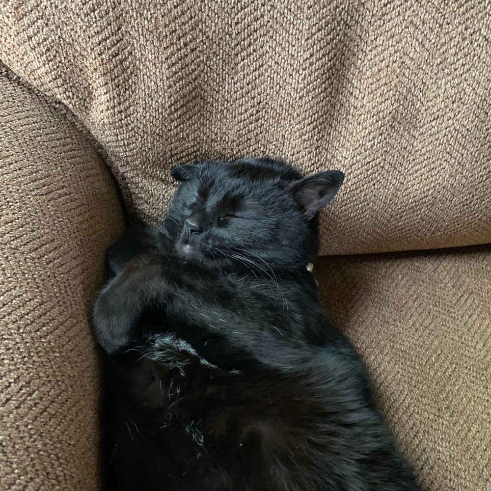 Meet your Posher, bob
